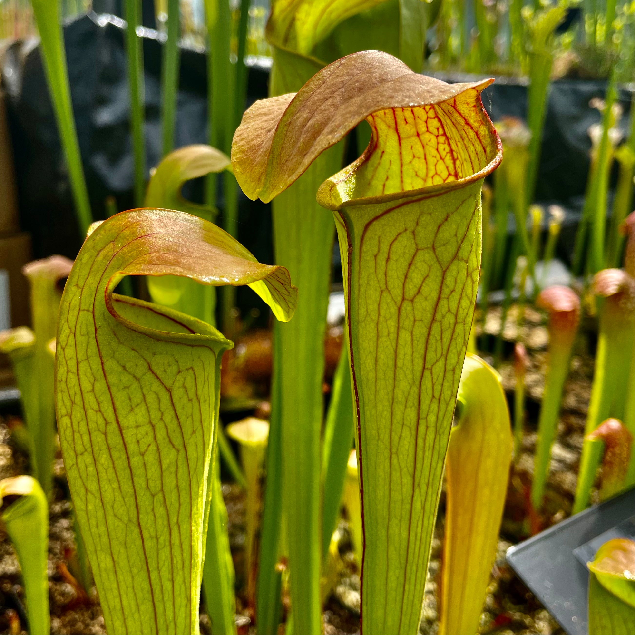 Sarracenia minor x oreophila