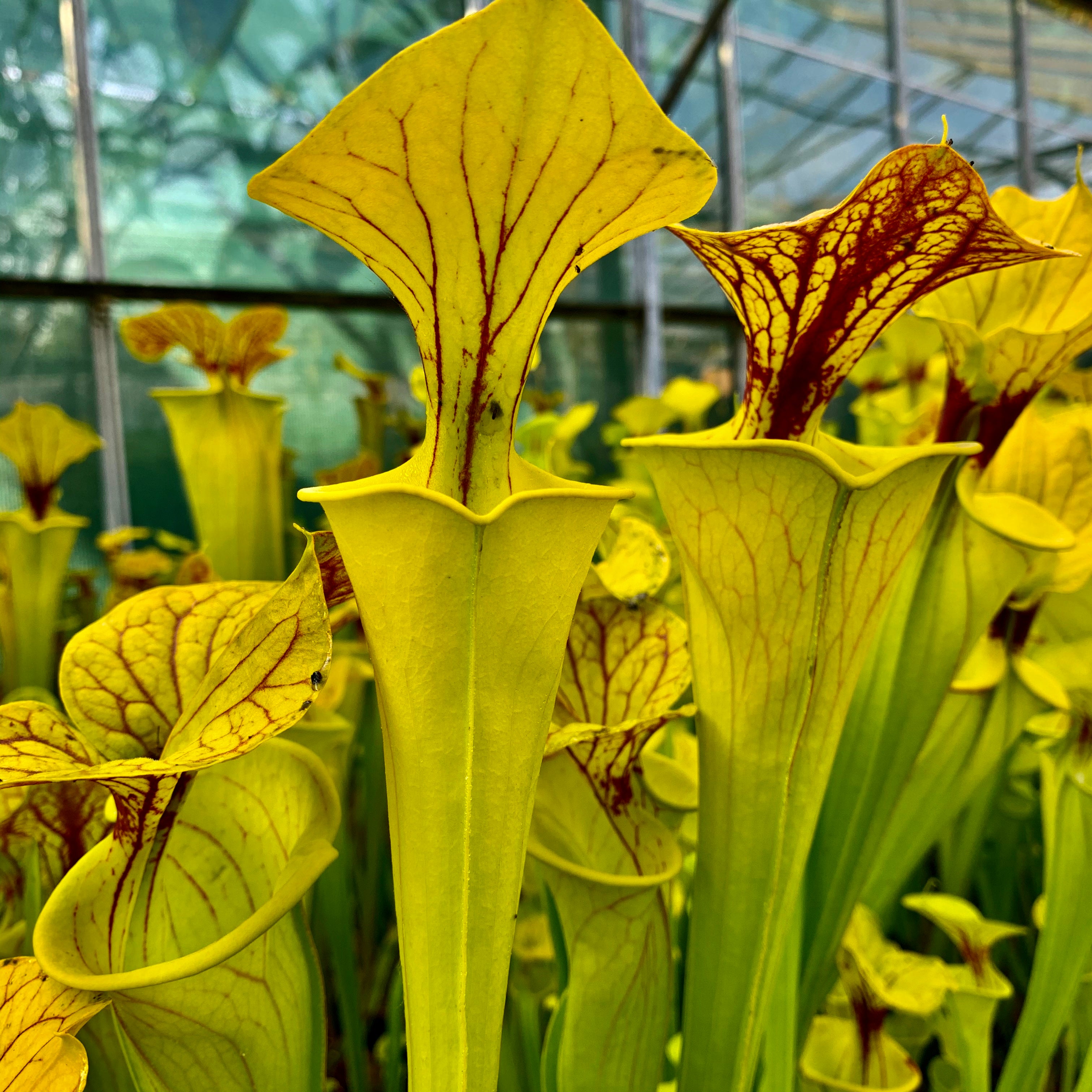 Sarracenia flava var. flava – Large Form, North Carolina