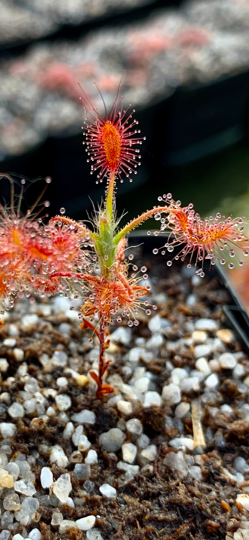 Drosera scorpioides