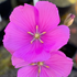 Drosera hamiltonii - Australia