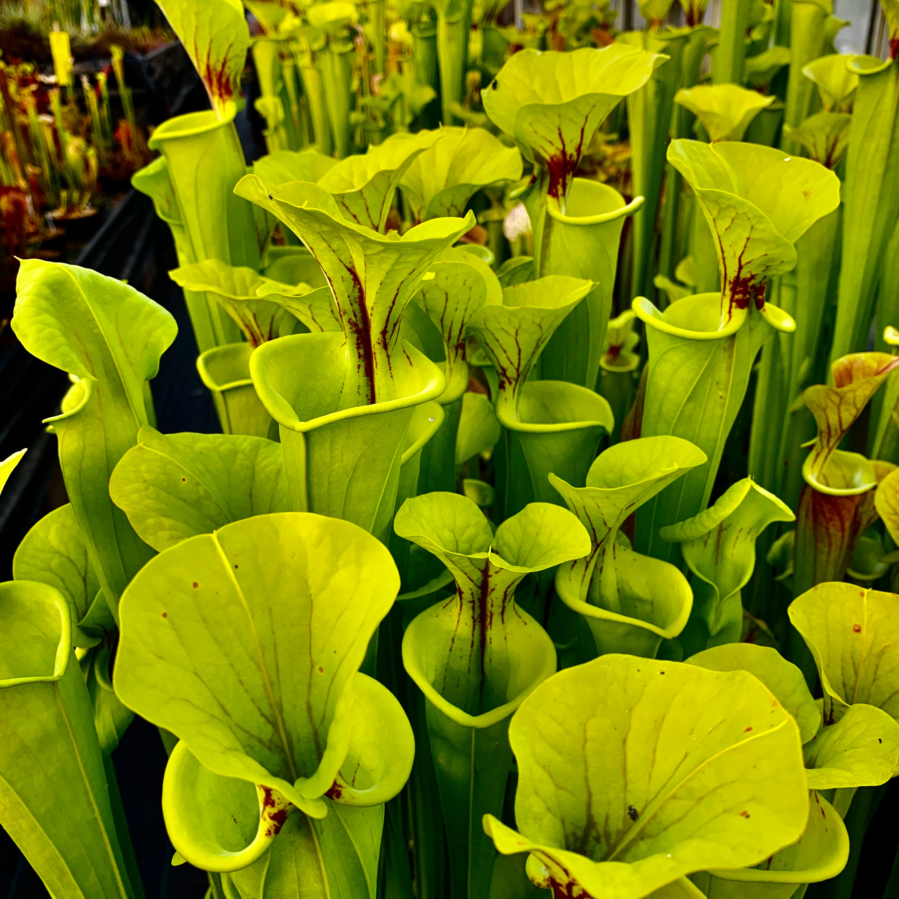 Sarracenia flava cv. ‘Maxima’ – Giant clone to 3 feet in height