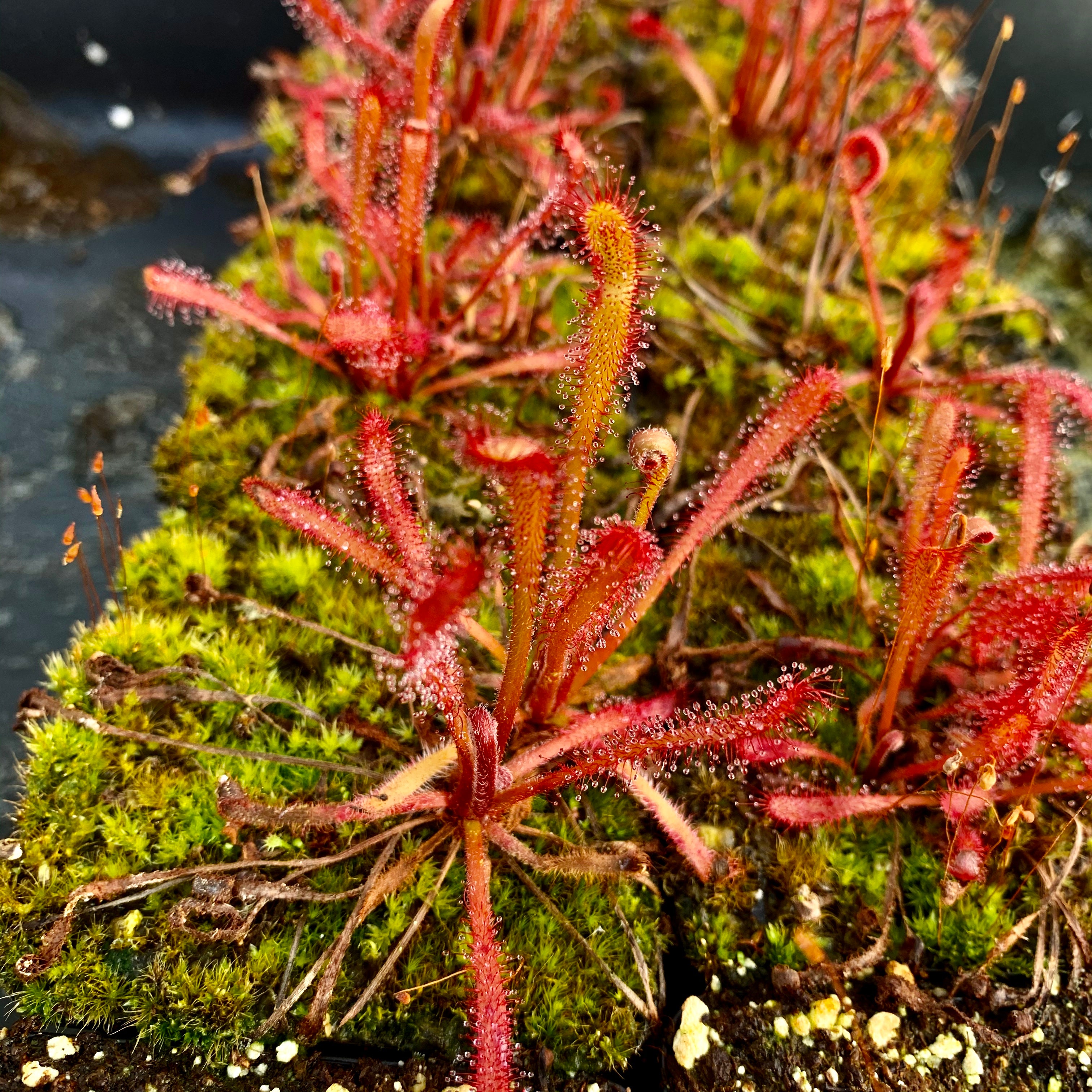 Drosera villosa - Brazil