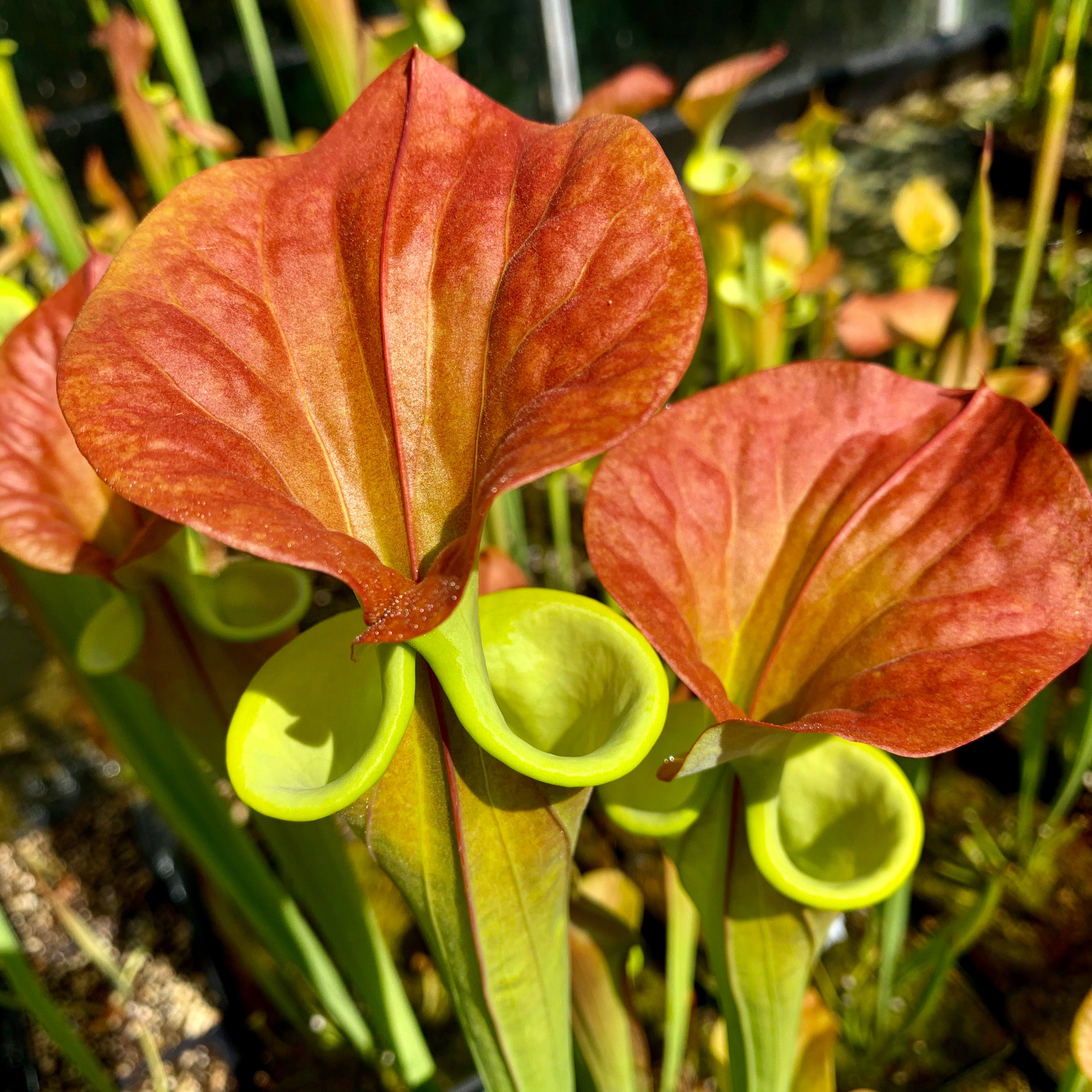 Sarracenia flava cv. 'Lilian Cooper'