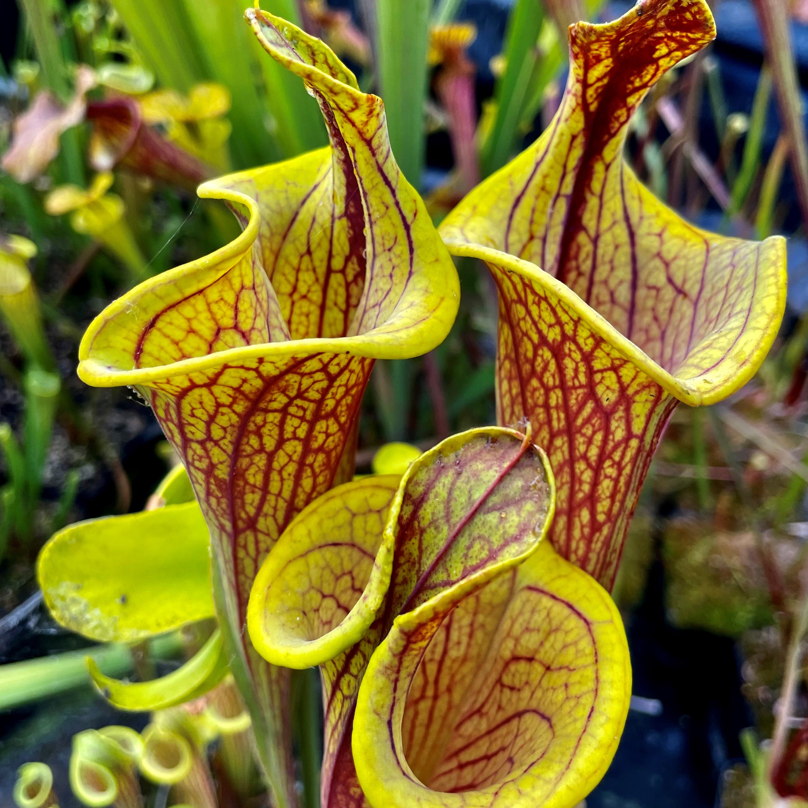 Sarracenia flava var. ornata - Lidless Form