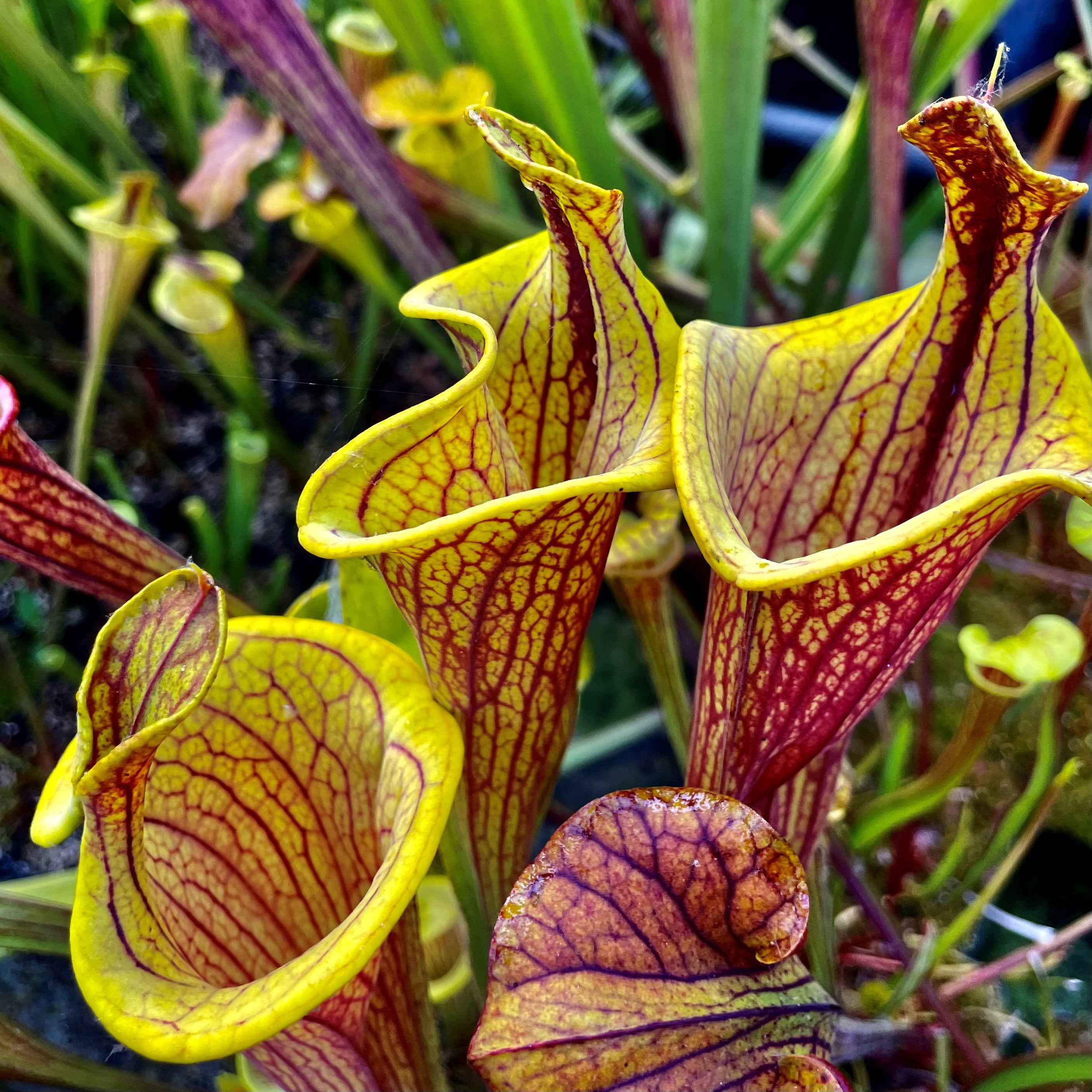 Sarracenia flava var. ornata - Lidless Form