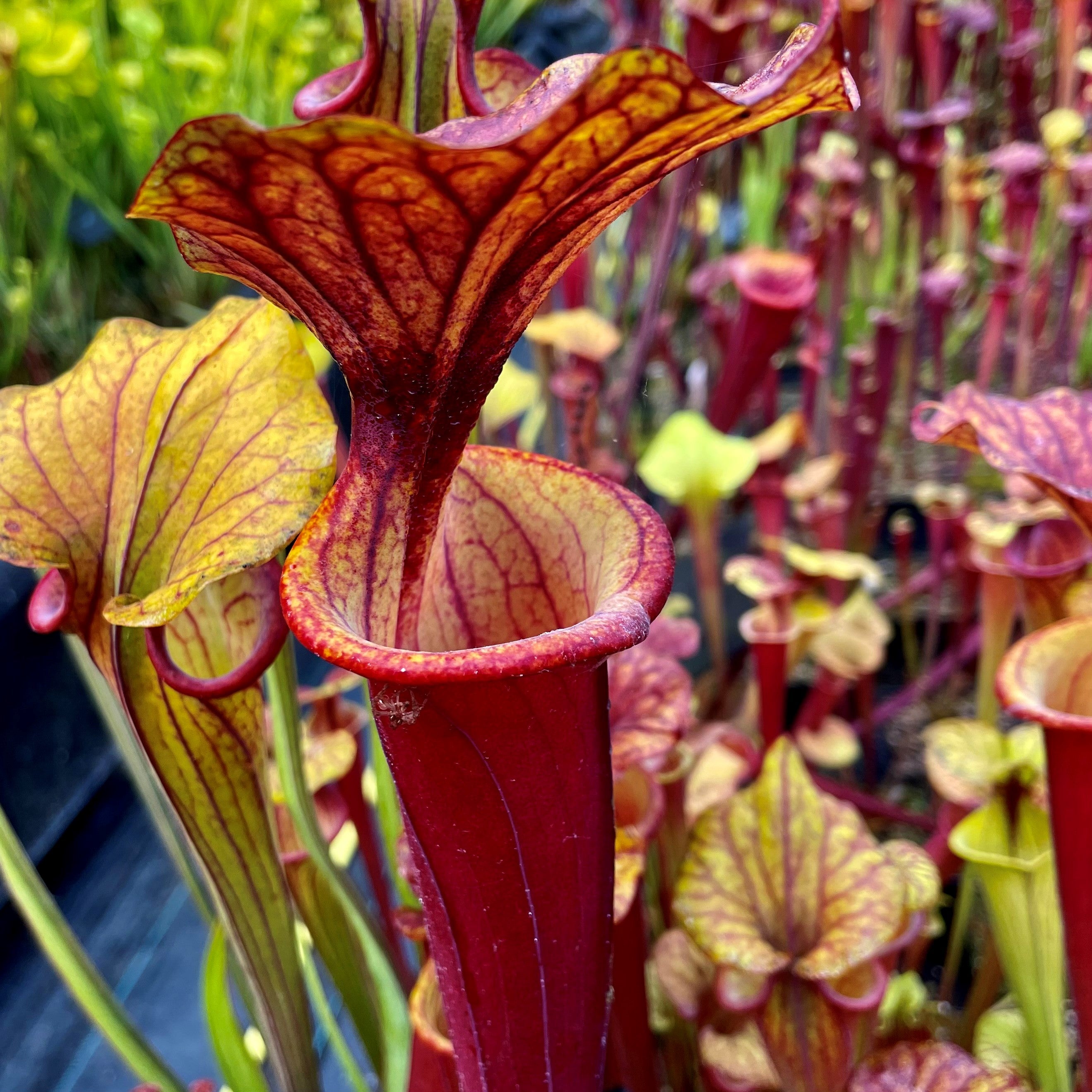 Sarracenia flava var. rubricorpora - Giant, Apalachicola, Franklin Co., FL., SFR5.