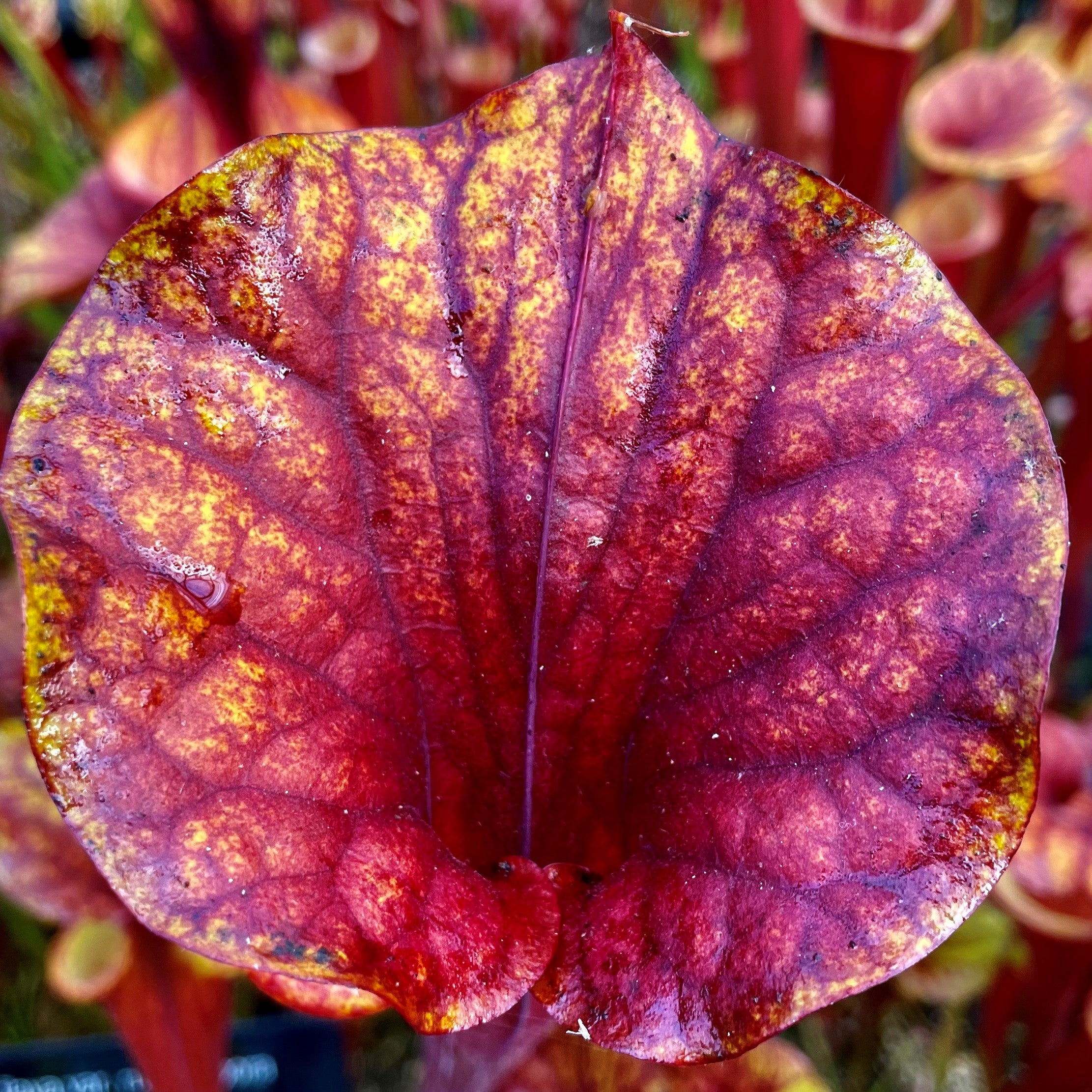 Sarracenia flava var. rubricorpora - Giant, Apalachicola, Franklin Co., FL., SFR5.