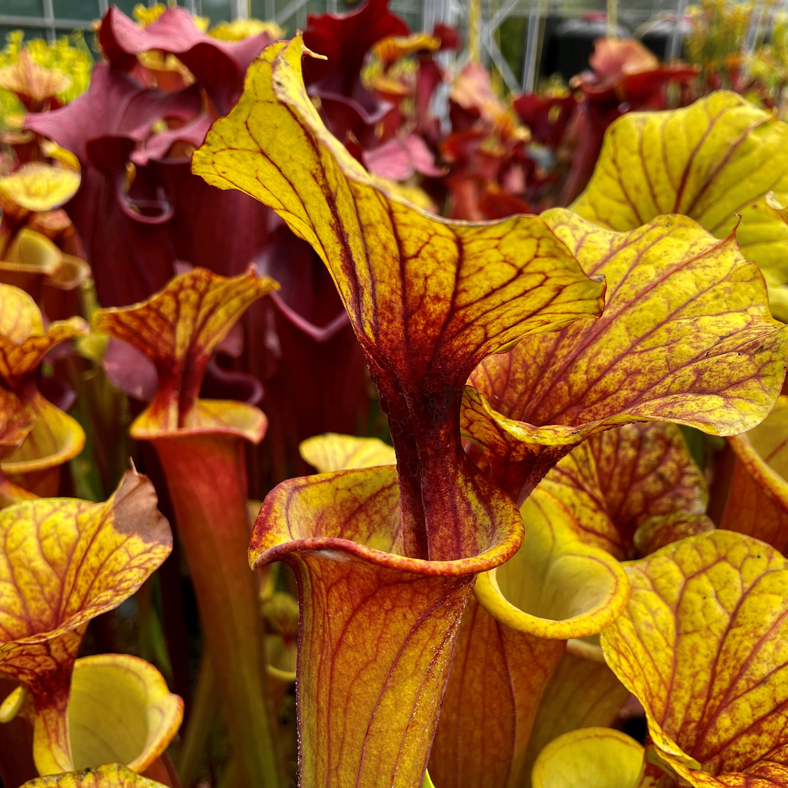 Sarracenia flava var. rubricorpora - Nr. Sumatra, Florida SFR7