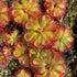 Drosera admirabilis - Palmiet River, W. Cape, South Africa