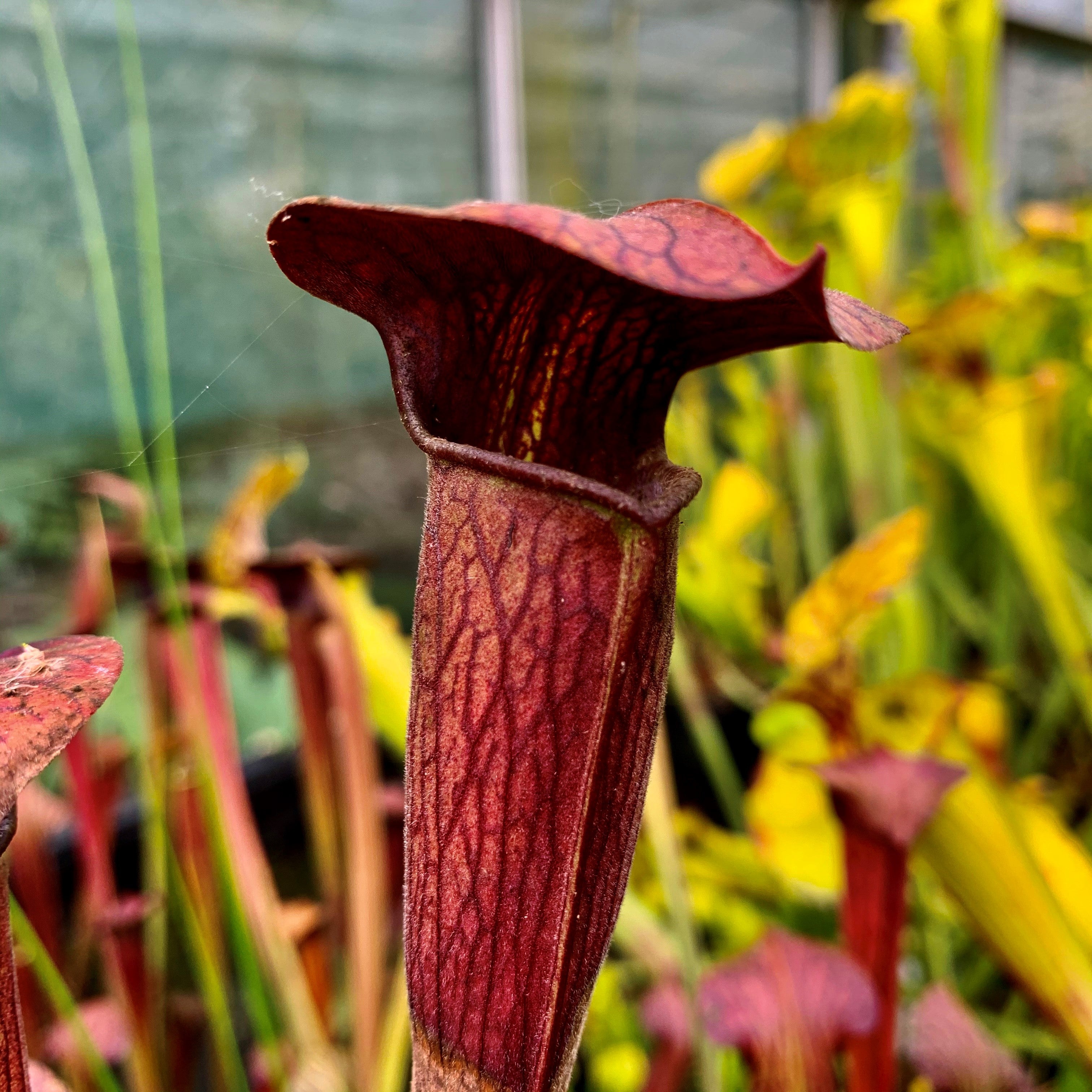 Sarracenia alata var. nigropurpurea - Dark Maroon Interior, DeSoto, Stone Co., Mississippi