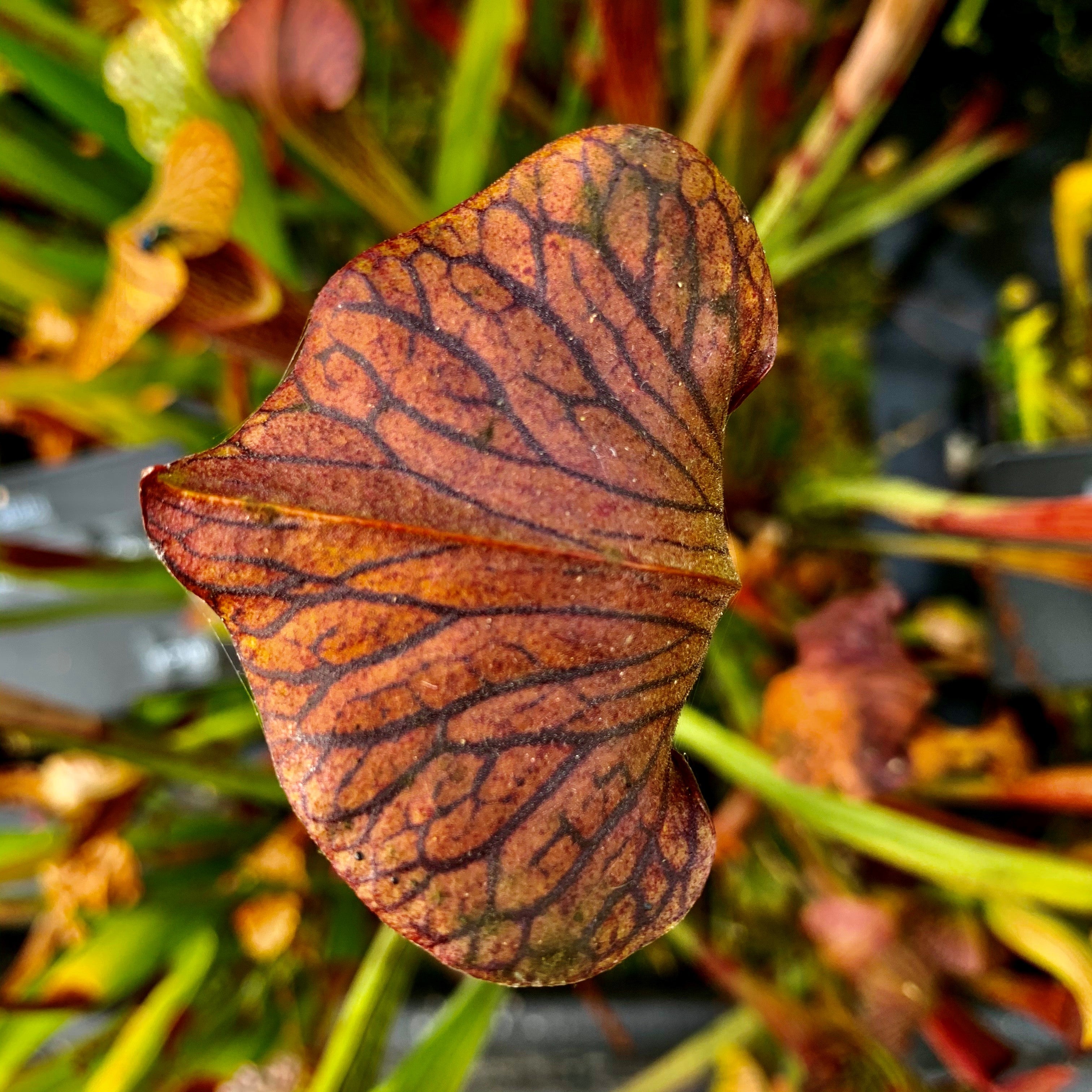 Sarracenia alata var. nigropurpurea - Dark Maroon Interior, DeSoto, Stone Co., Mississippi