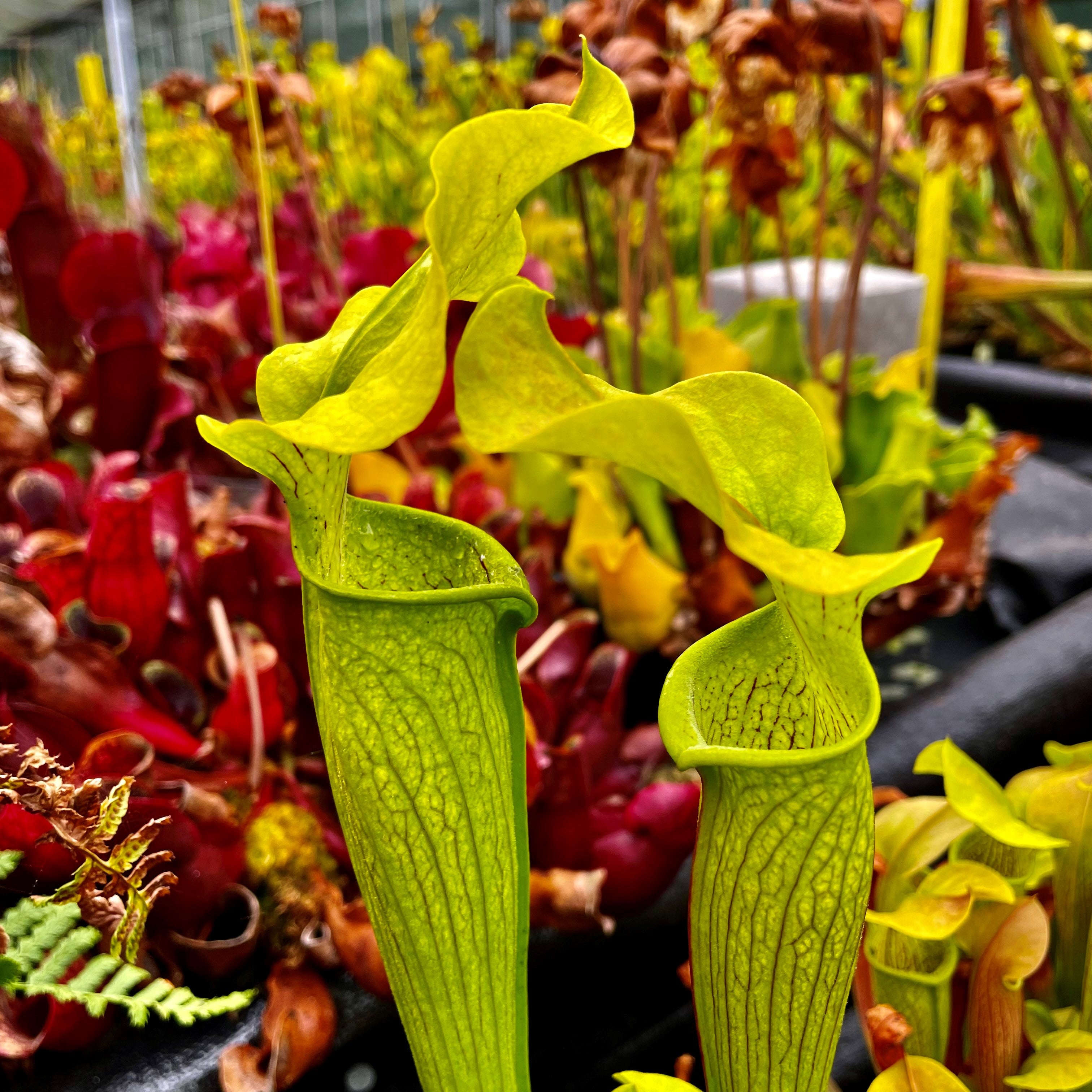 Sarracenia rubra subsp. alabamensis