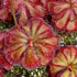 Drosera aliciae - South Africa