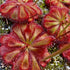 Drosera aliciae - Muizenberg, Cape Peninsula, South Africa.