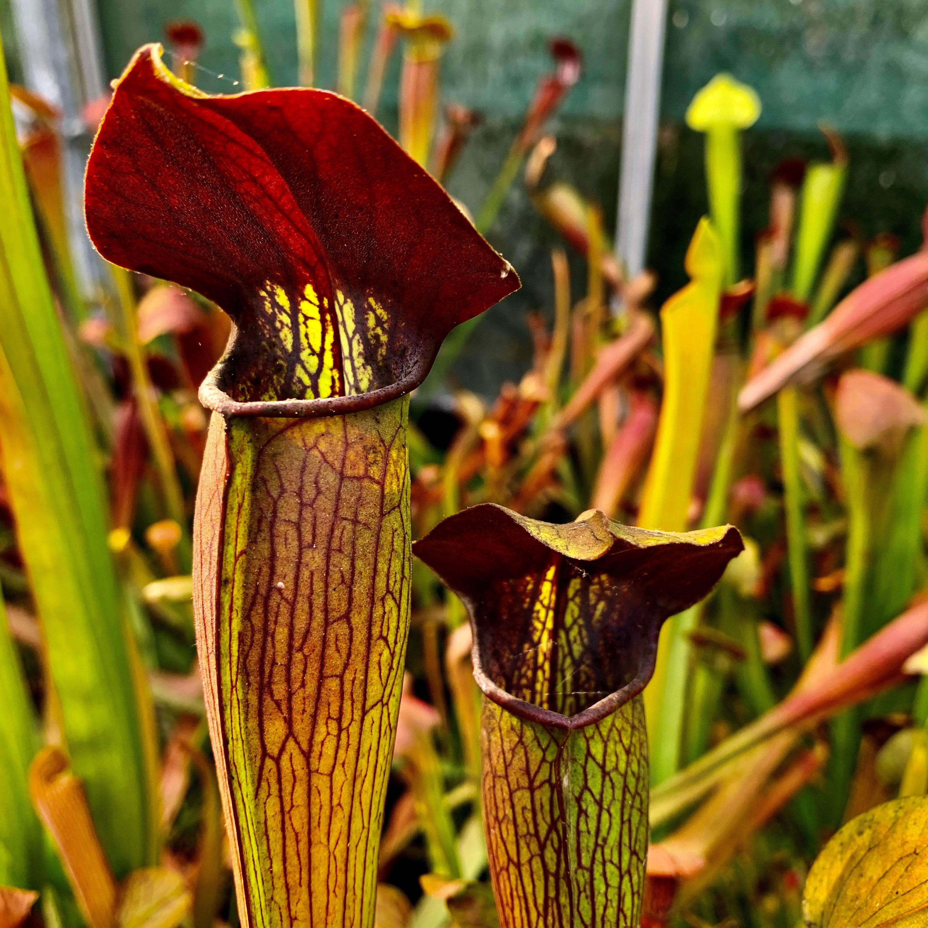 Sarracenia alata var. nigropurpurea - Giant Stocky Maroon Throat