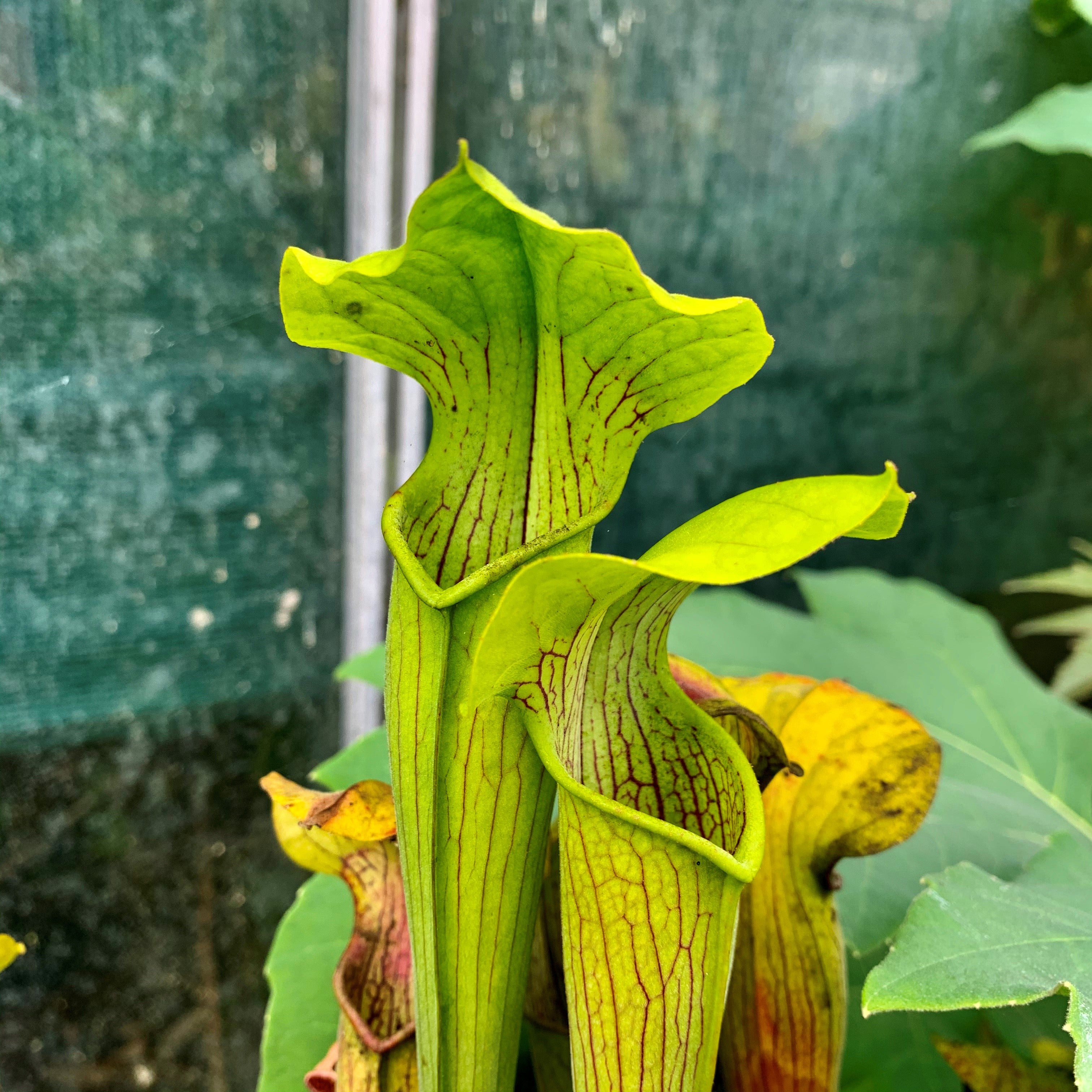 Sarracenia alata var. ornata - Giant to 28", White's Crossing, DeSoto, Stone Co., Mississippi