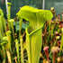 Sarracenia alata var. ornata - Giant to 28", White's Crossing, DeSoto, Stone Co., Mississippi