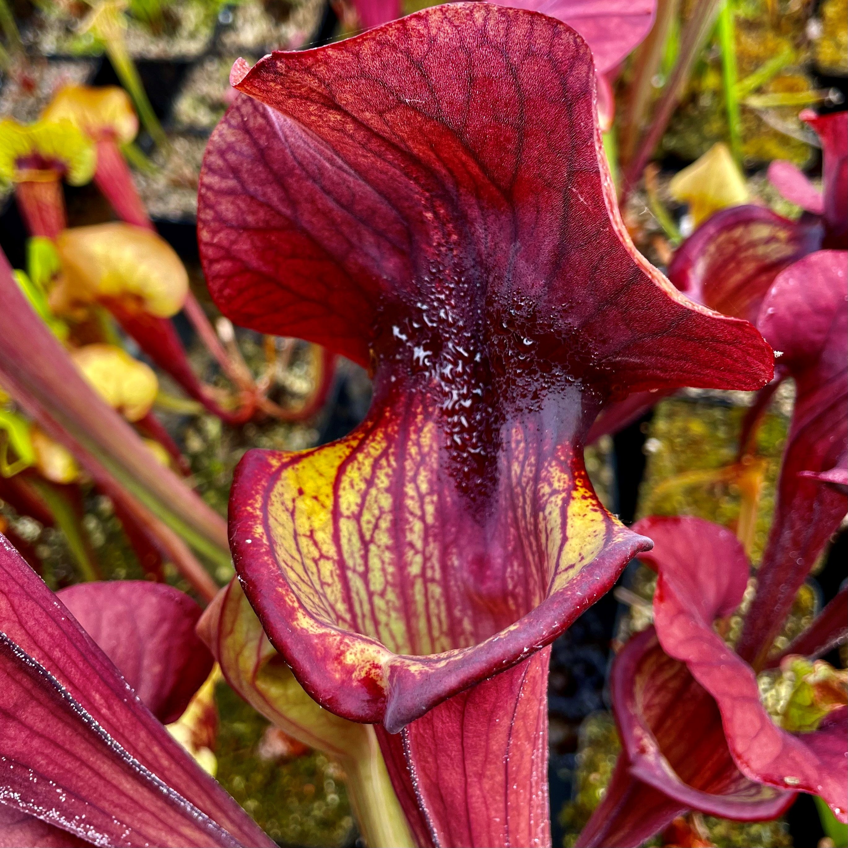 Sarracenia cv. 'Asbo'