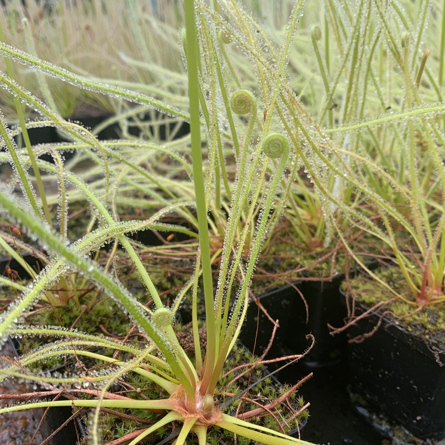 Drosera tracyi - Route 67, Carabelle, Franklin Co., Florida