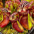 Cephalotus follicularis - The Albany Pitcher Plant