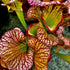 Sarracenia cv. 'Constance Healy'