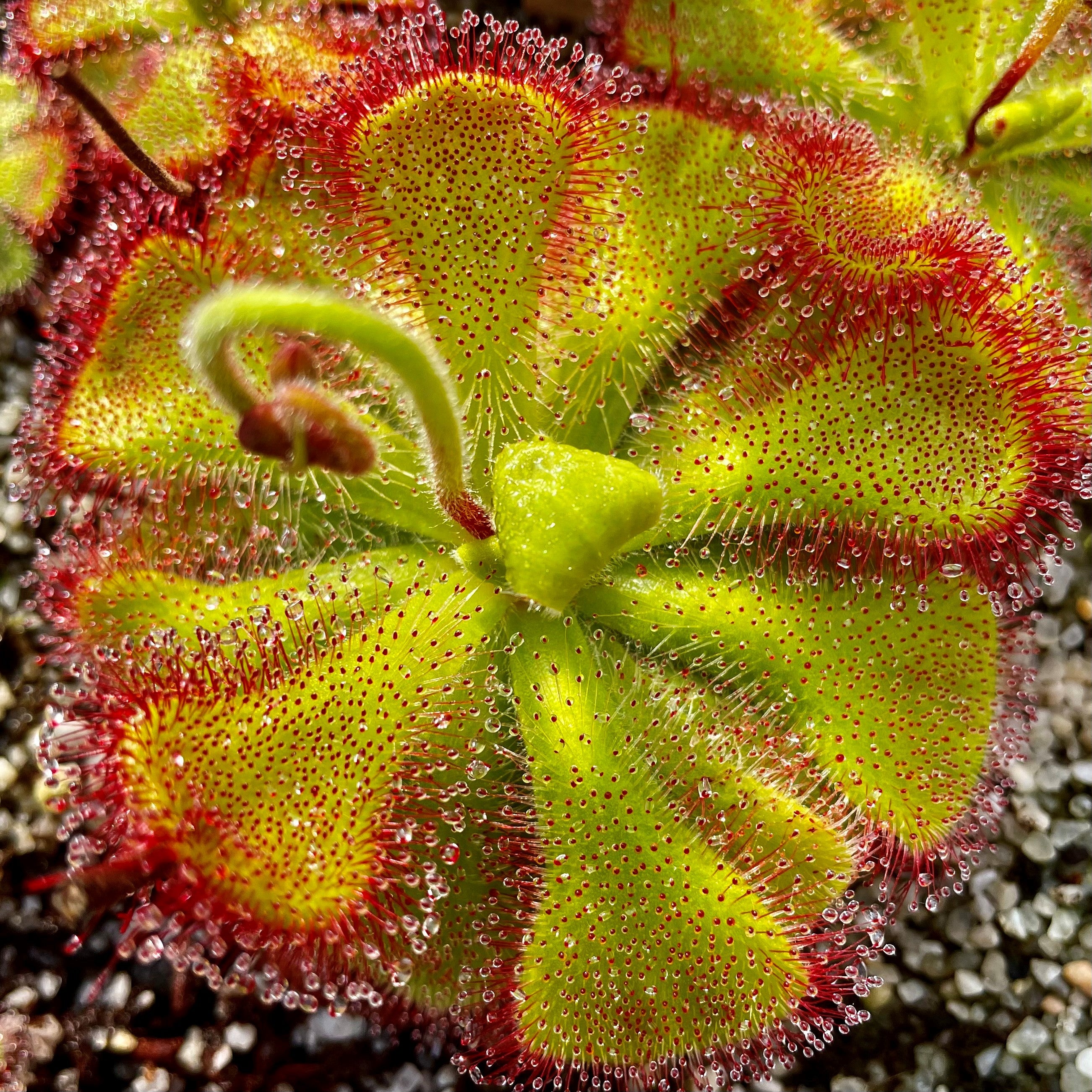 Drosera cuneifolia - Table Mountain, South Africa