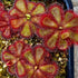 Drosera cuneifolia - Silvermine Nature Reserve, South Africa