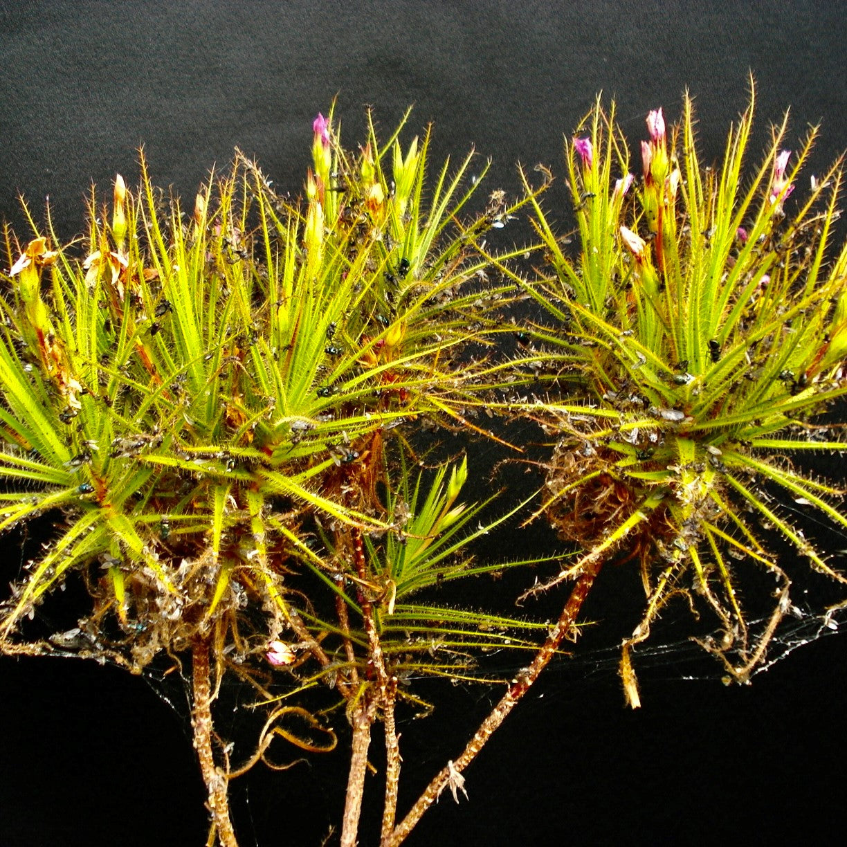 Roridula gorgonias