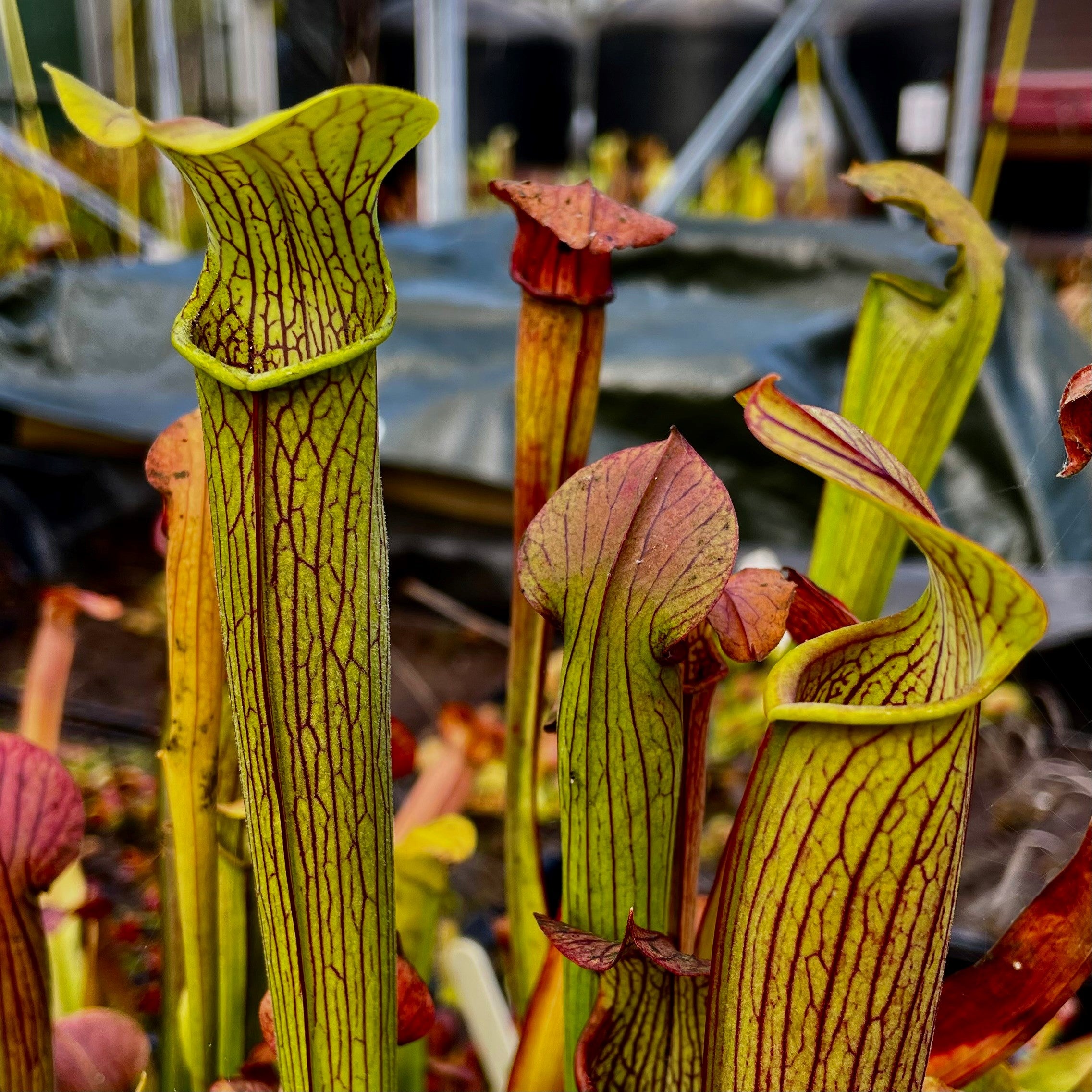 Sarracenia rubra subsp. gulfensis