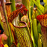 Sarracenia rubra subsp. gulfensis