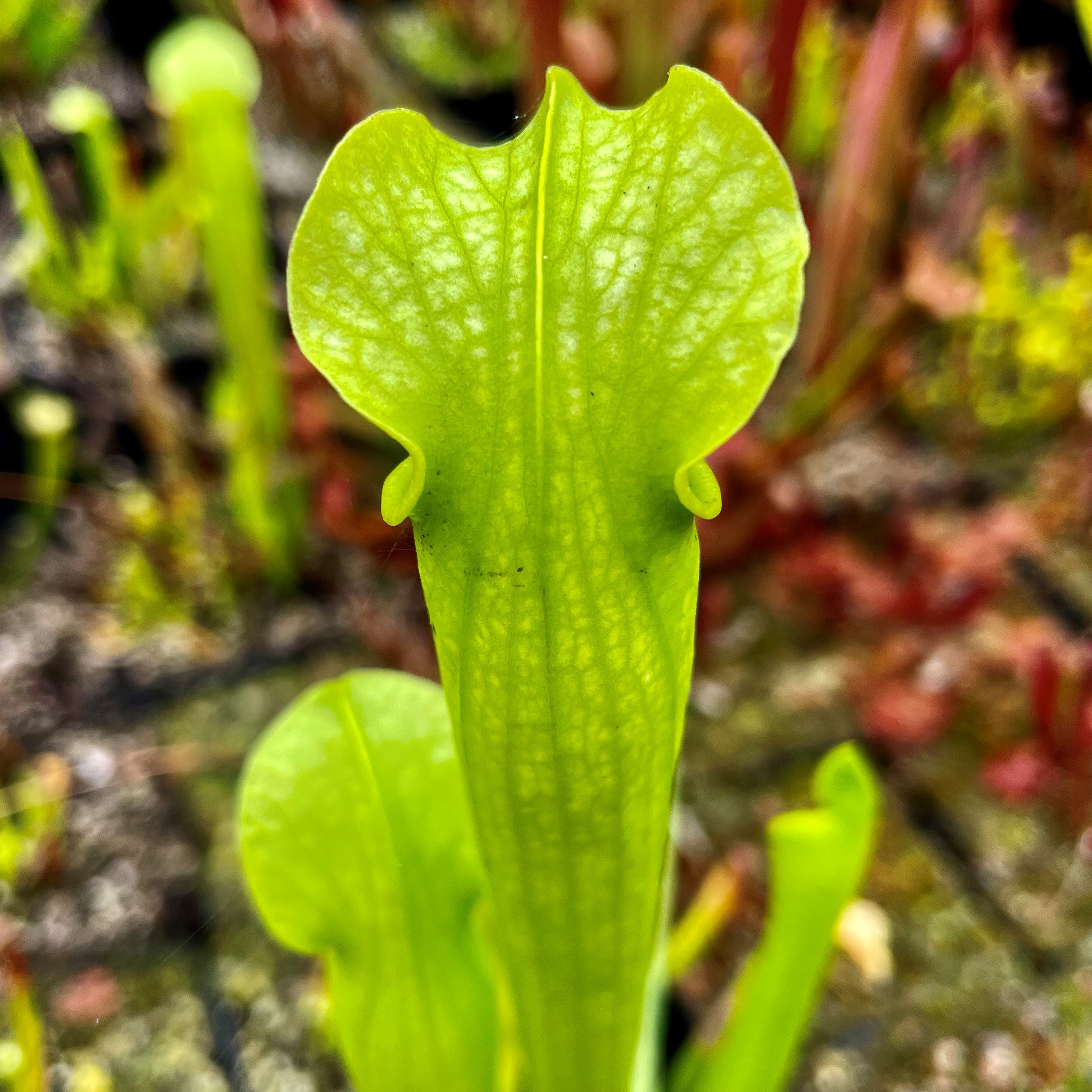 Sarracenia rubra subsp. gulfensis - All Green Areolate, Yellow River, Florida