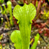 Sarracenia rubra subsp. gulfensis - All Green Areolate, Yellow River, Florida