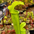 Sarracenia rubra subsp. gulfensis - All Green Areolate, Yellow River, Florida