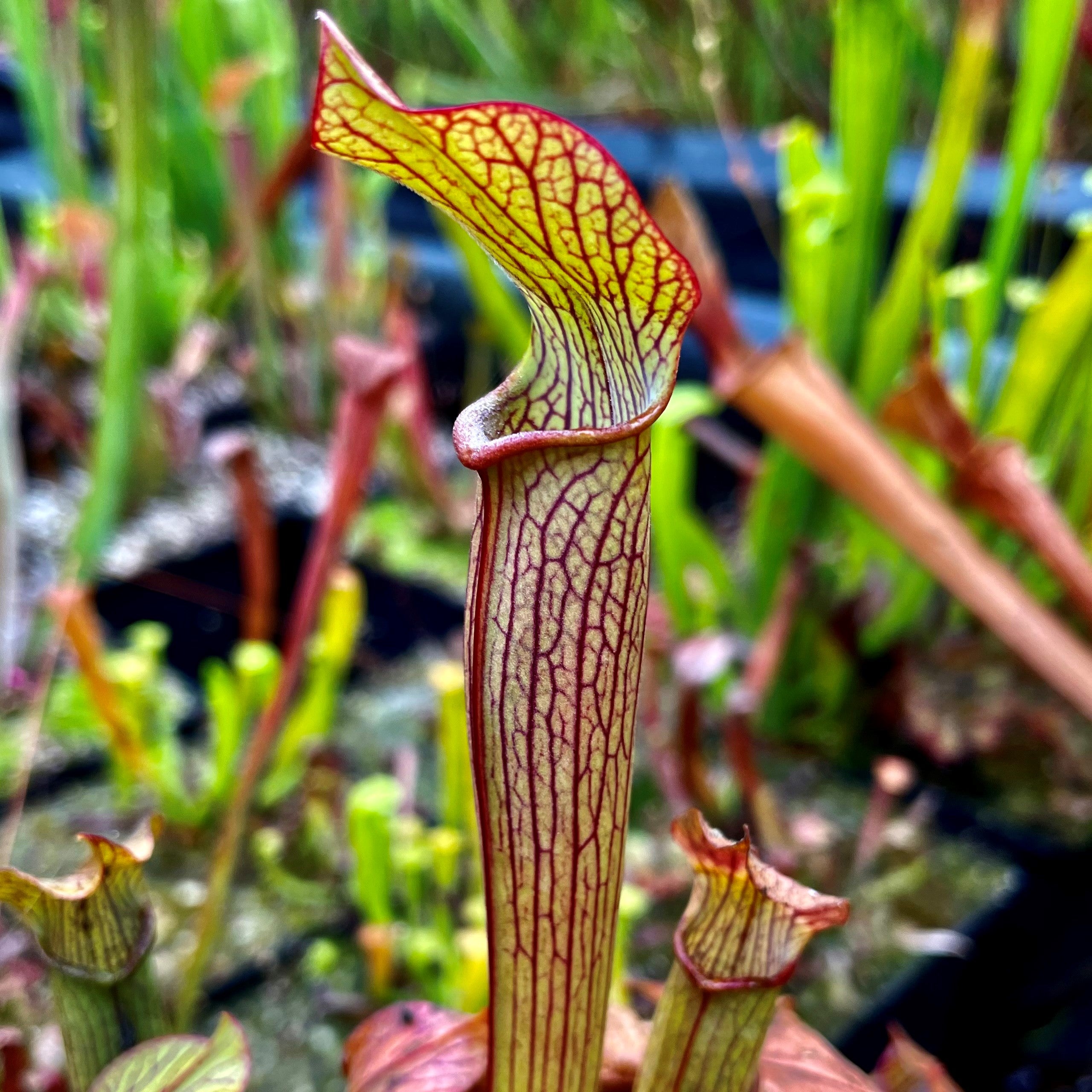 Sarracenia rubra subsp. gulfensis – Typical, Pond Site, Eglin Reserve, Okaloosa Co., FL