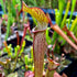 Sarracenia rubra subsp. gulfensis – Typical, Pond Site, Eglin Reserve, Okaloosa Co., FL