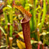 Sarracenia rubra subsp. gulfensis – Red Form, Turkey Hen Creek, Crestivew, Okaloosa Co., Florida Florida