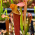 Sarracenia rubra subsp. gulfensis – Red, Pond Site, Eglin Reserve, Okaloosa Co., Florida