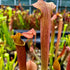 Sarracenia rubra subsp. gulfensis – Red, Pond Site, Eglin Reserve, Okaloosa Co., Florida