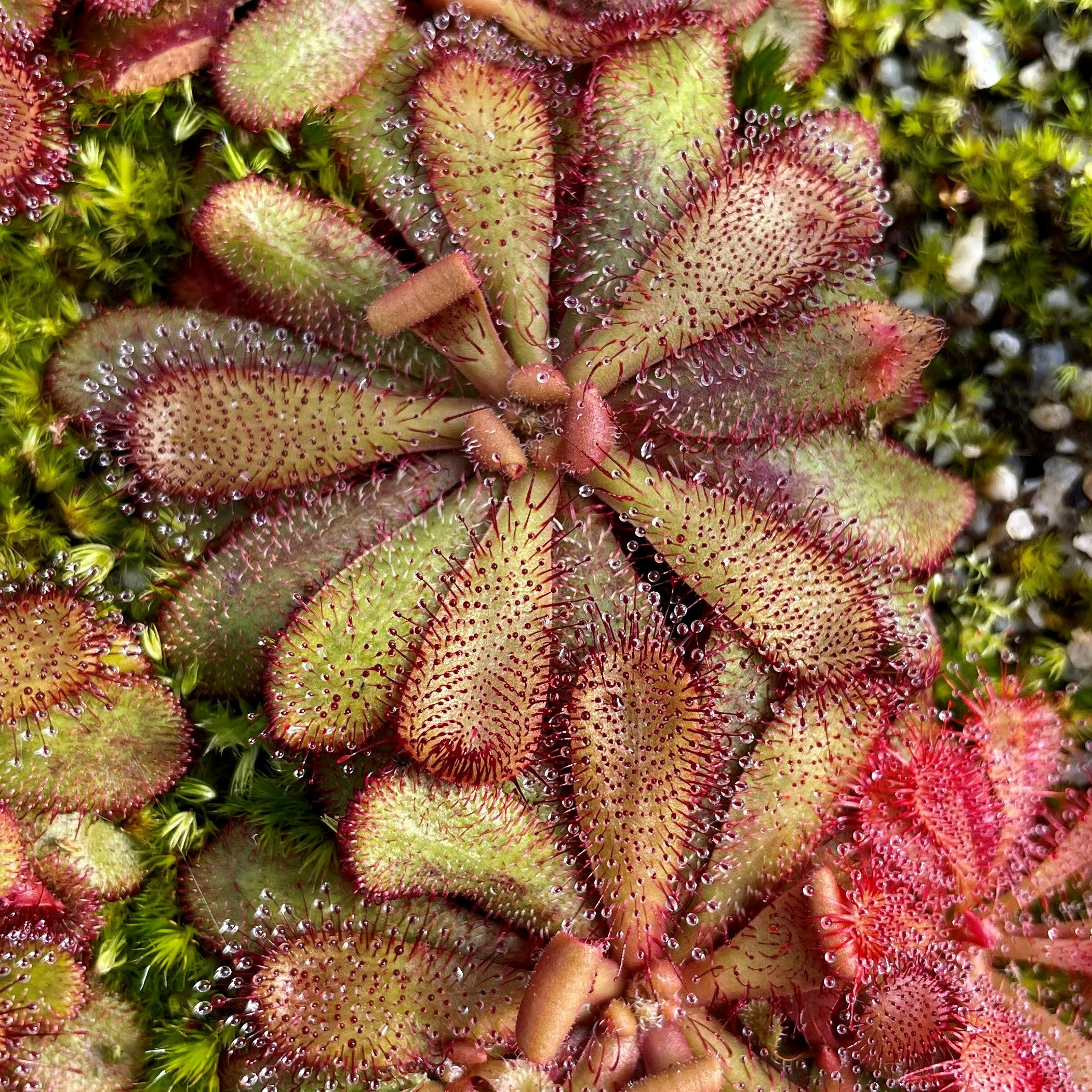 Drosera hamiltonii - Australia