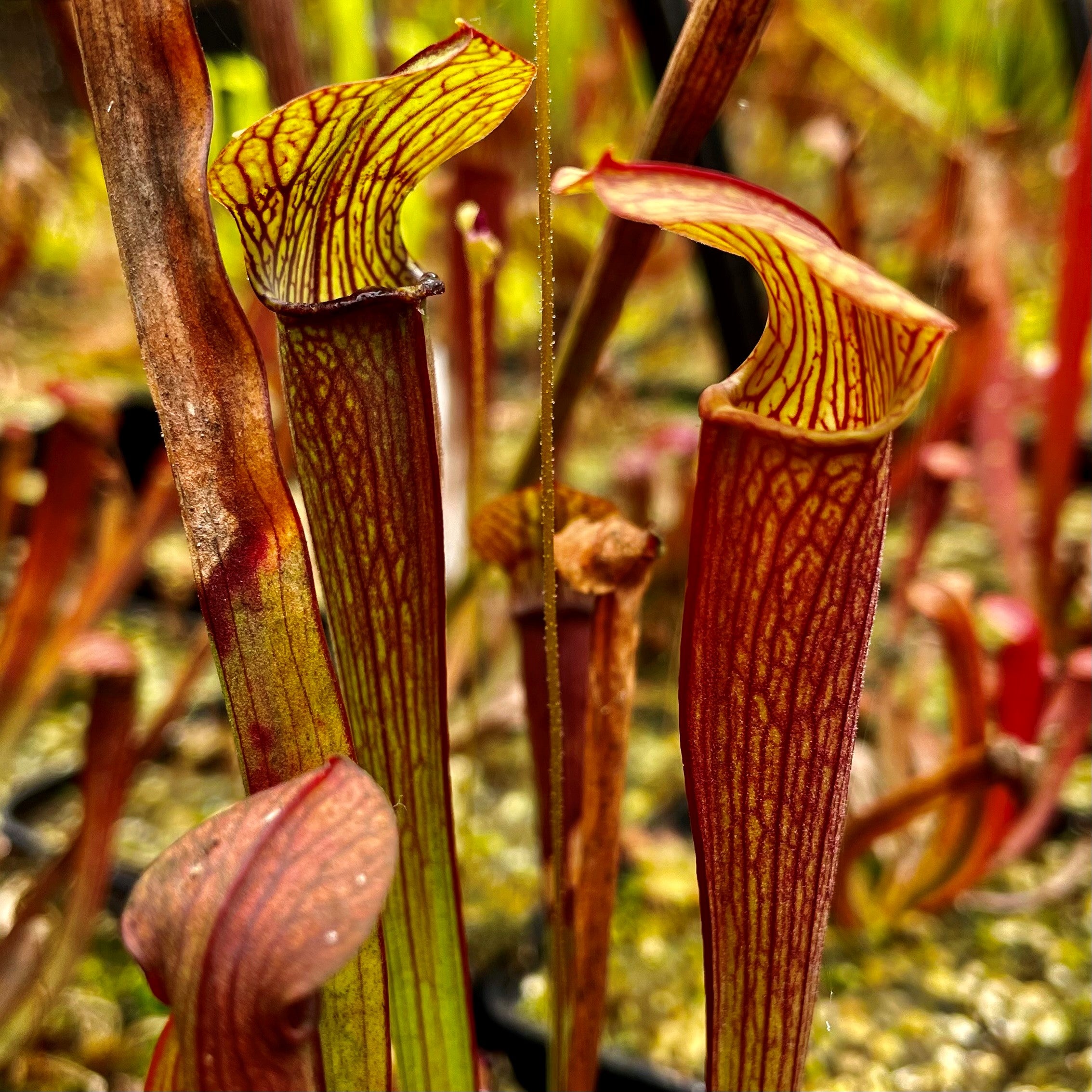 Sarracenia rubra subsp. jonesii - Etowah, Henderson Co., N. Carolina