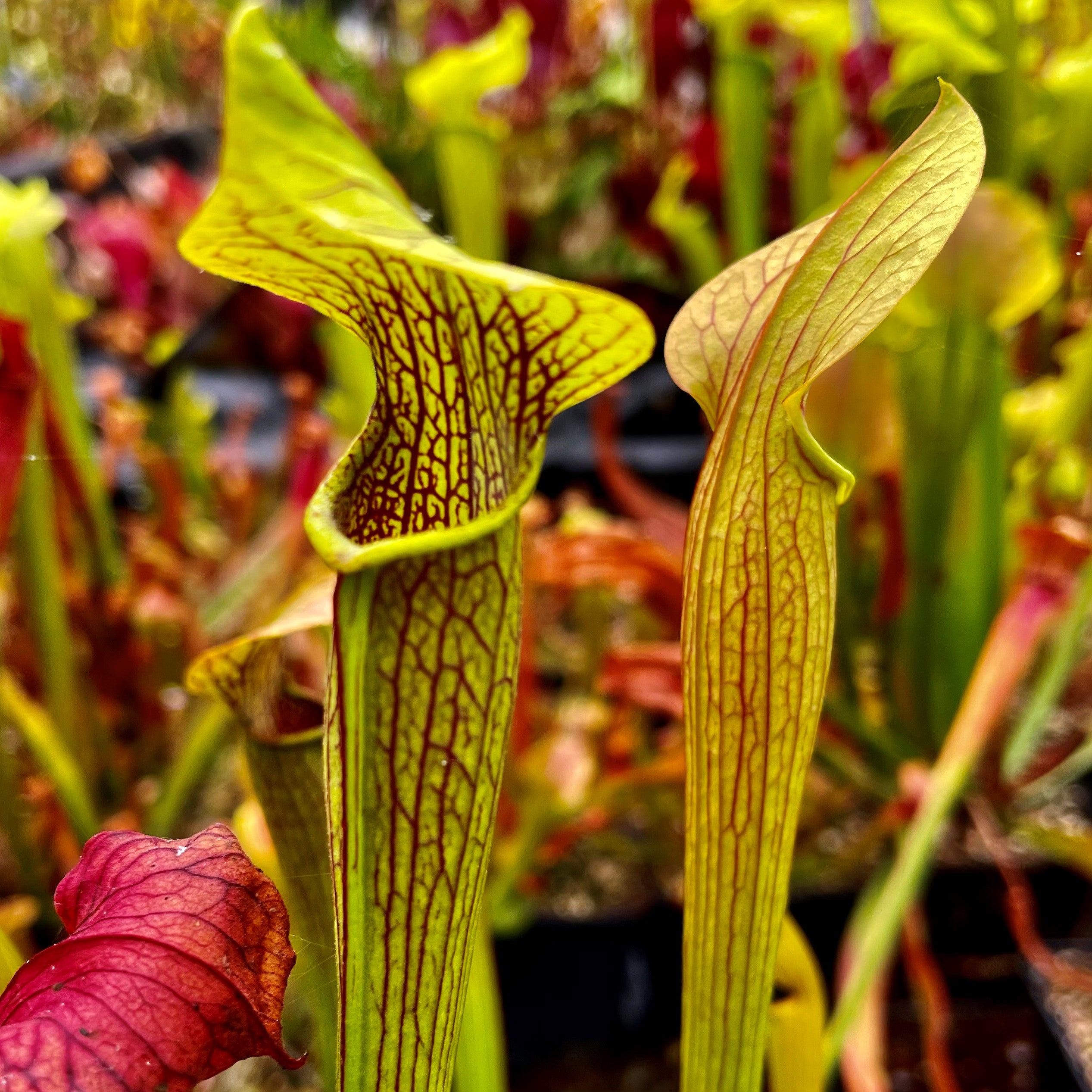 Sarracenia rubra subsp. jonesii - North Carolina