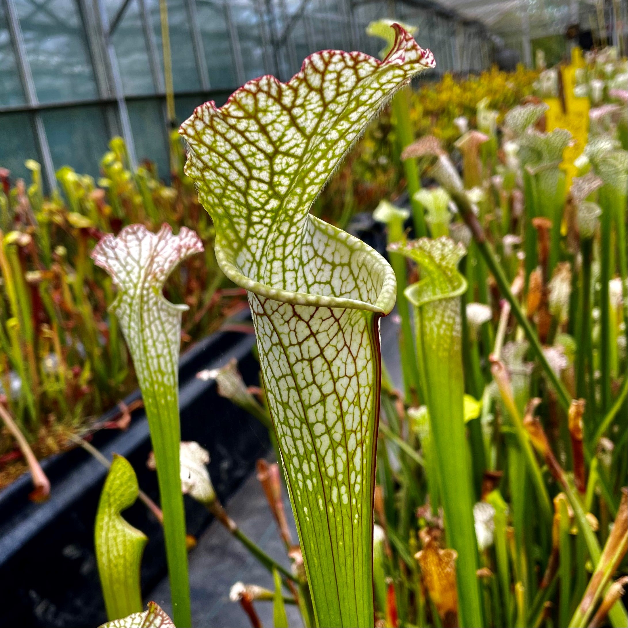 Sarracenia leucophylla var. leucophylla - 80's Clone