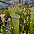 Sarracenia leucophylla var. leucophylla - 80's Clone