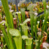 Sarracenia leucophylla var. leucophylla - Citronelle, Mobile Co., AL