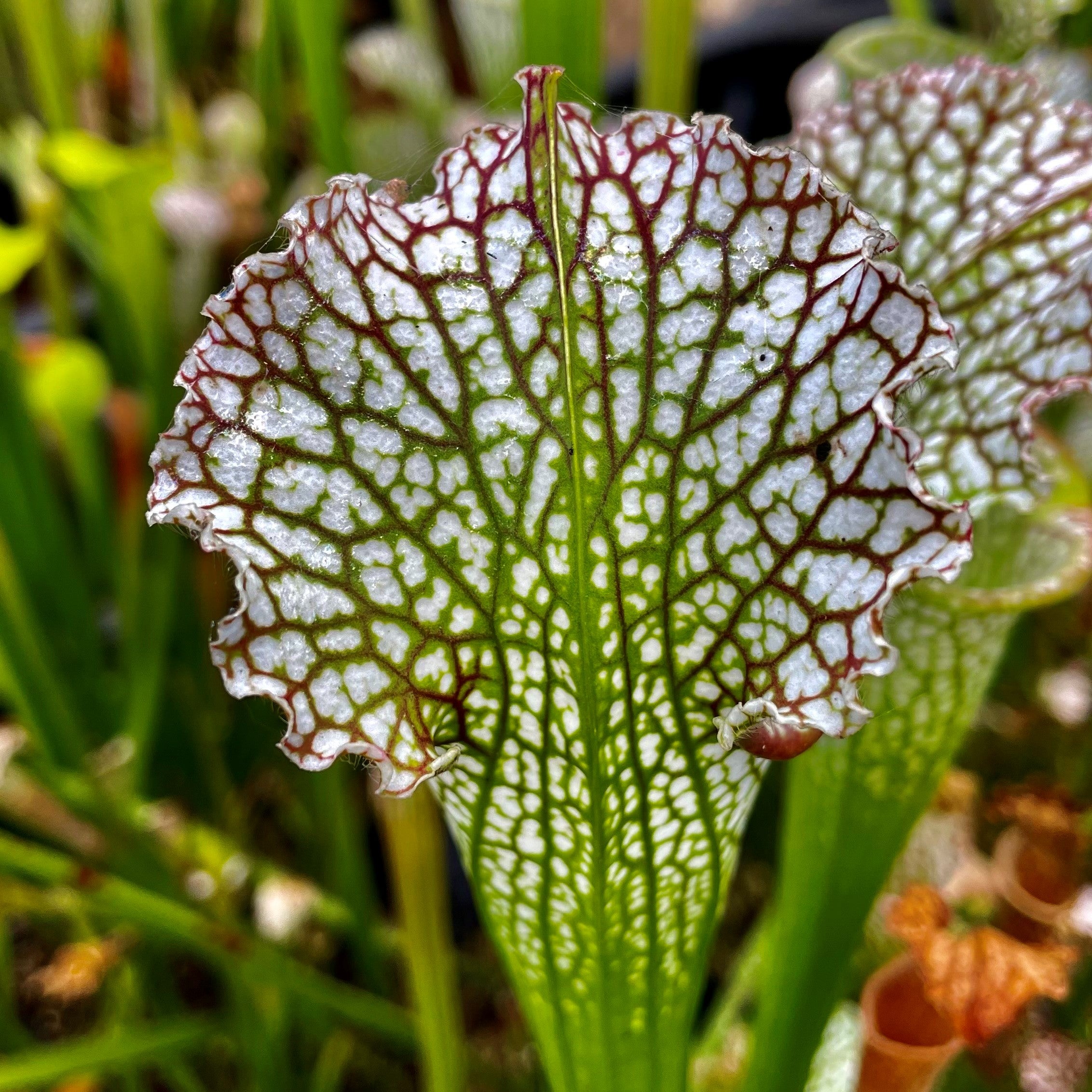 Sarracenia leucophylla var. leucophylla - Citronelle, Mobile Co., AL