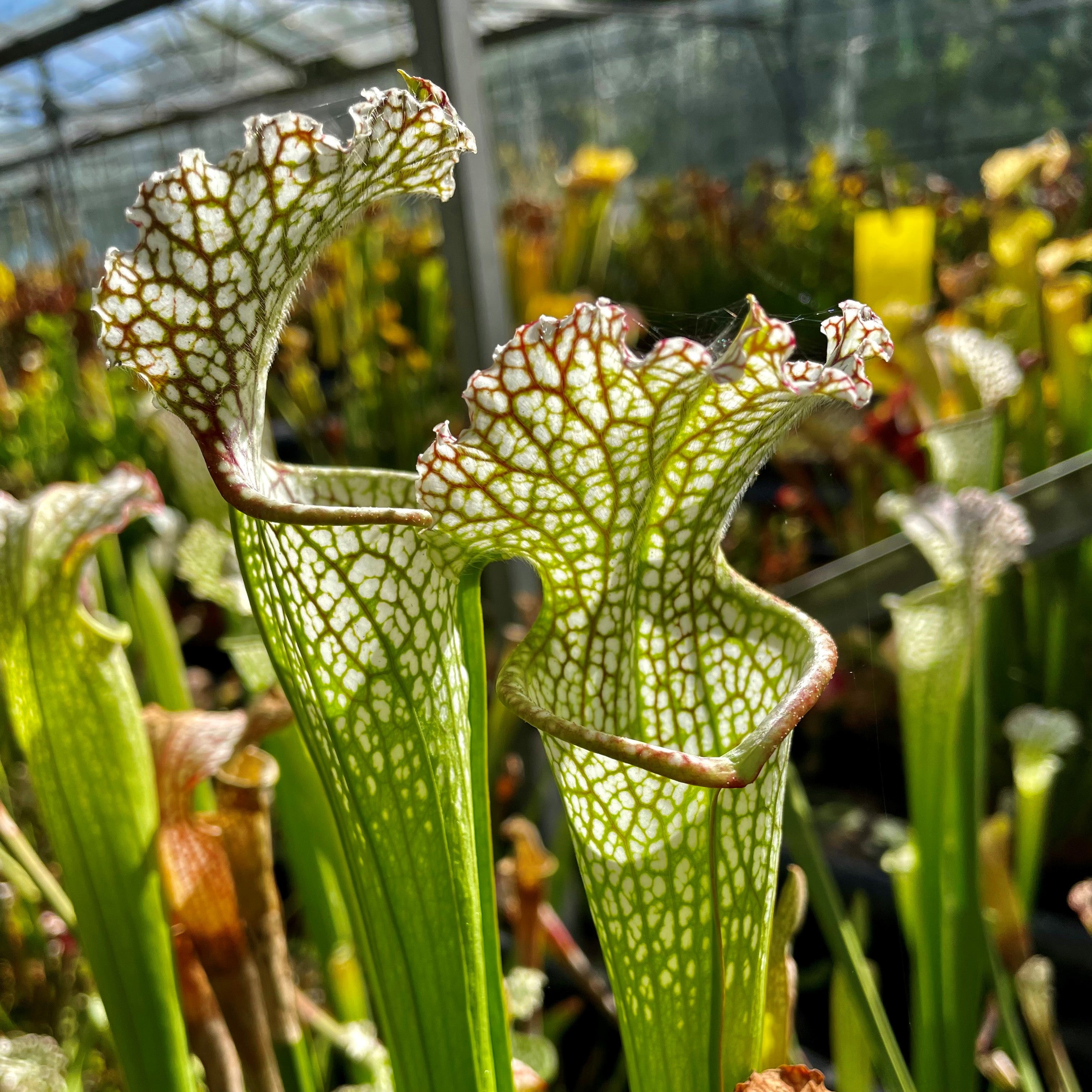 Sarracenia leucophylla var. leucophylla - Citronelle, Mobile Co., AL