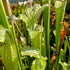 Sarracenia leucophylla var. leucophylla - Citronelle, Mobile Co., AL