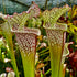 Sarracenia leucophylla var. leucophylla cv. 'Cronus' (TM 'Titan')