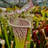 Sarracenia leucophylla var. leucophylla cv. 'Cronus' (TM 'Titan')