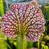 Sarracenia leucophylla - Open Mouth Hybrid